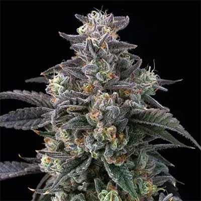 Super Boof Feminised Seeds