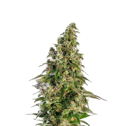 Grimm Truffles Feminised Seeds