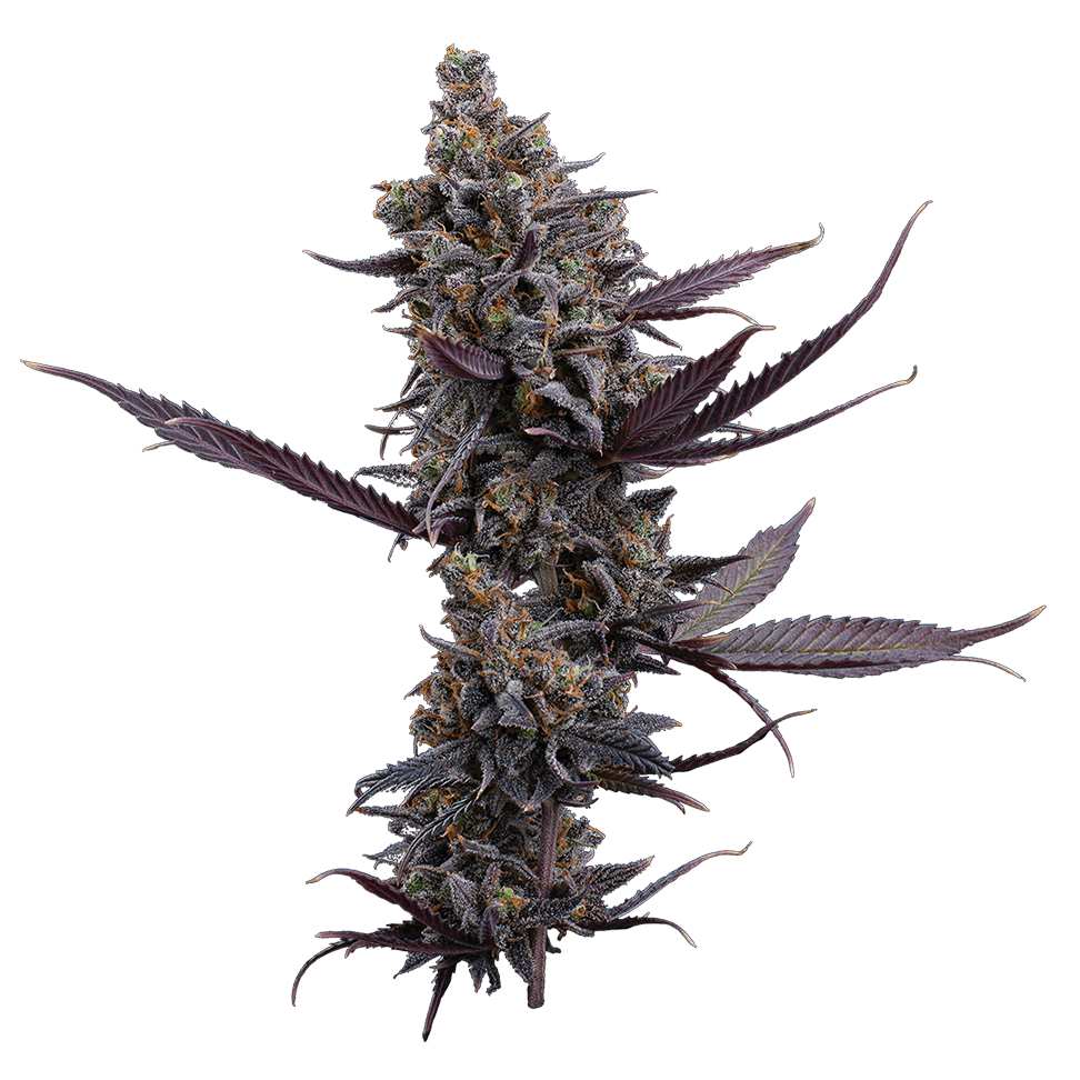 Cinderella Pineapple Feminised Seeds