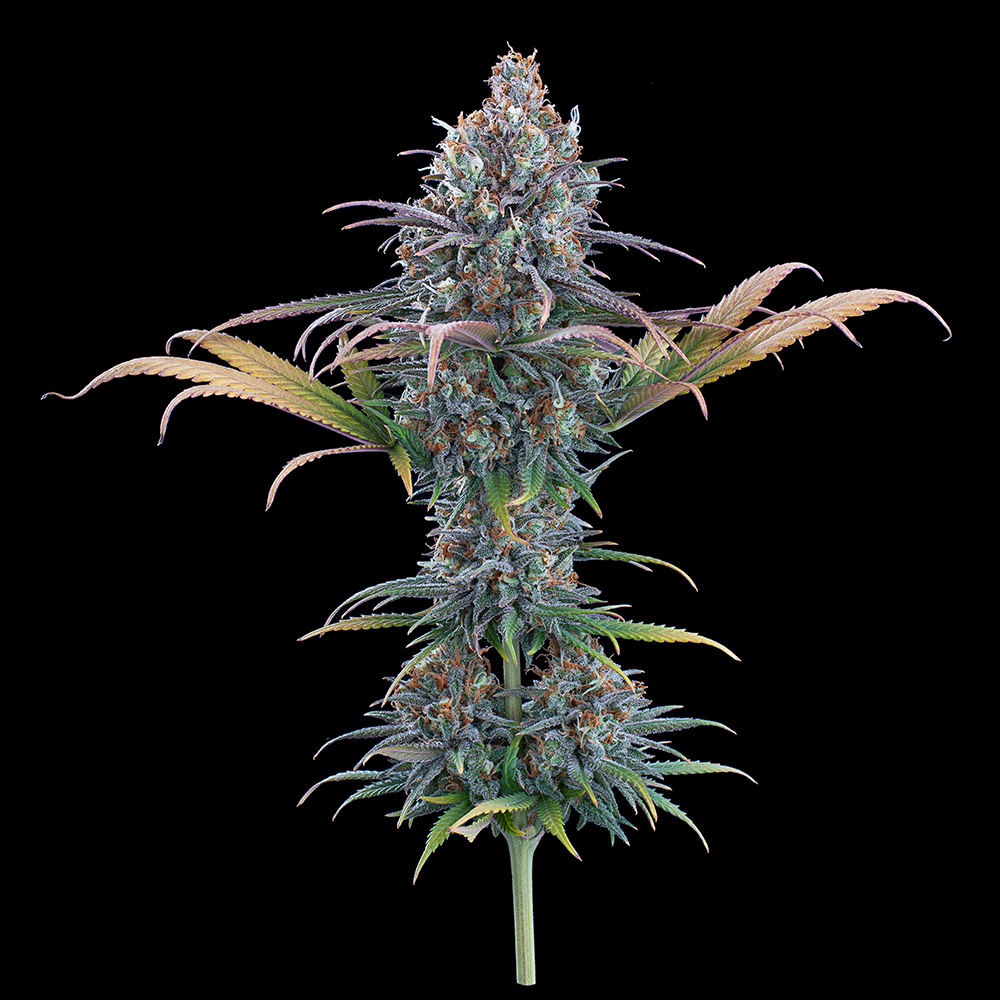 Cinderella Purple Feminised Seeds