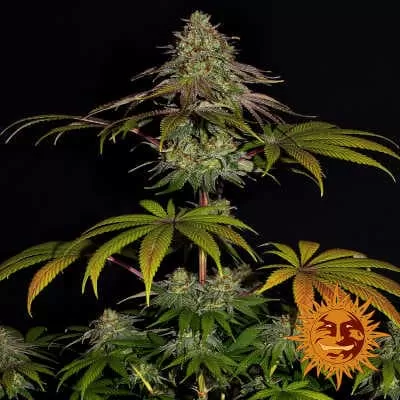 Wedding Cake Feminised Seeds