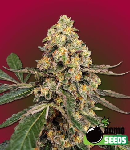 THC Fritters Auto Feminised Seeds