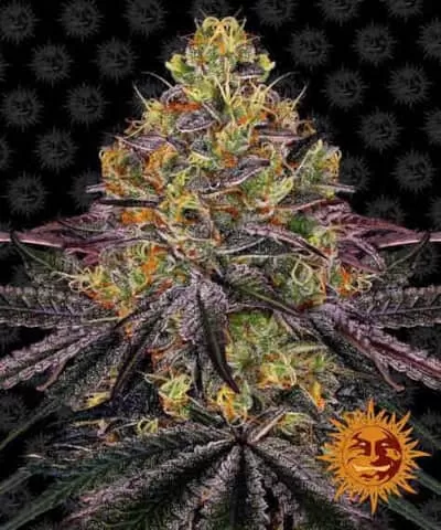 Watermelon Zkittlez Feminised Seeds