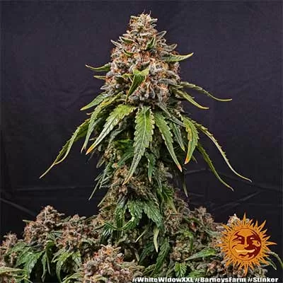 White Widow XXL Auto Feminised Seeds