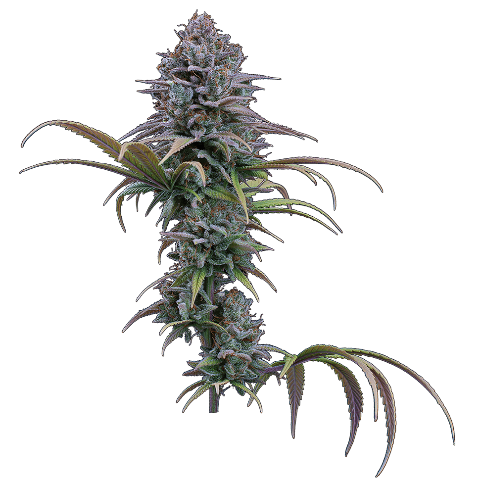 Grimm Glue Feminised Seeds
