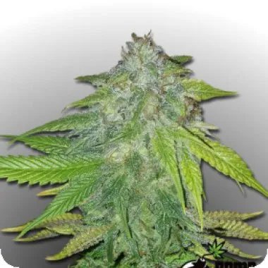Ghost Train Bomb Feminised Seeds