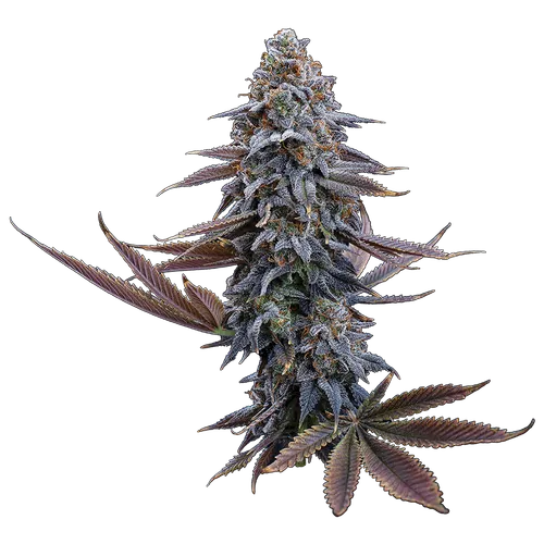 Airborne G13 S1 Feminised Seeds