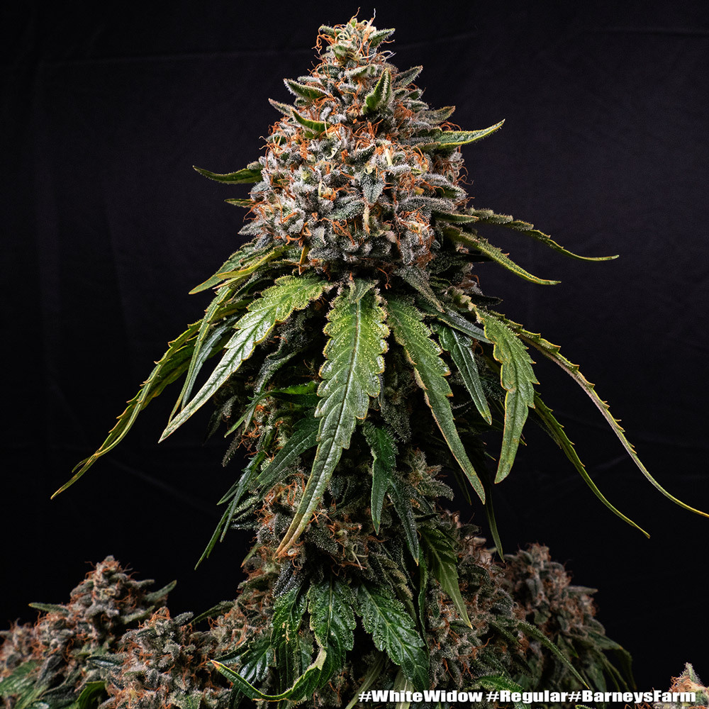 White Widow Regular Seeds