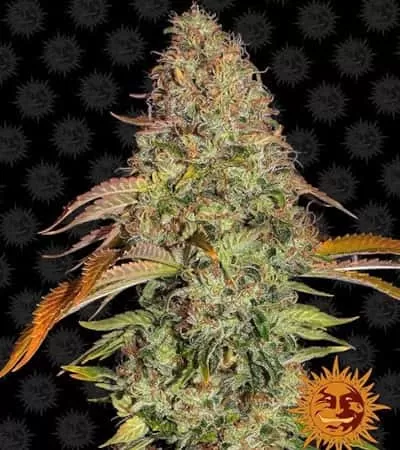 Zkittlez OG Auto Feminised Seeds