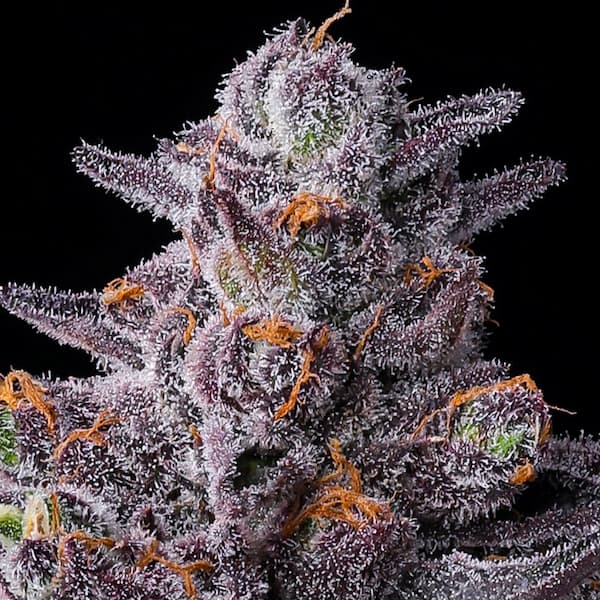 Zillions Feminised Seeds
