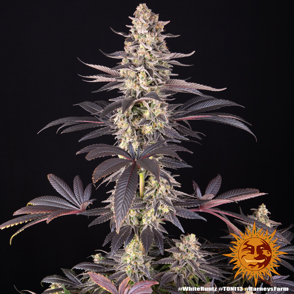 White Runtz Feminised Seeds