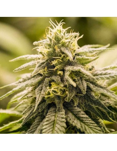 G13 Genius Feminised Seeds