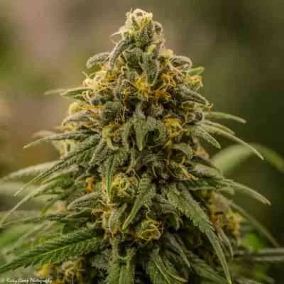 Apollo Feminised Seeds