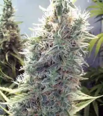 Cinderella 99 Feminised Seeds
