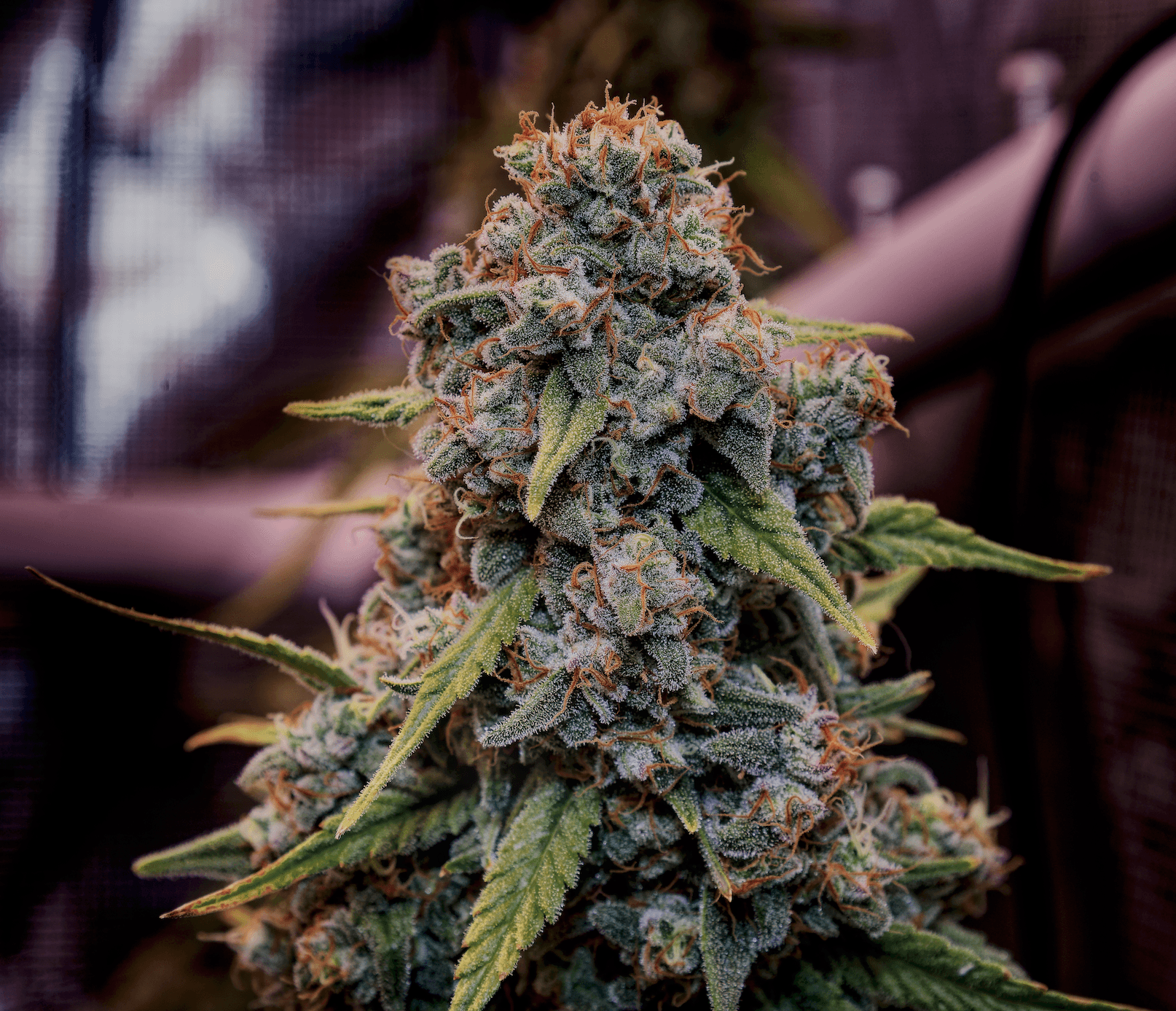 Genius Juice Feminised Seeds