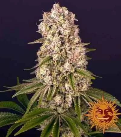 Tropicanna Banana Feminised Seeds