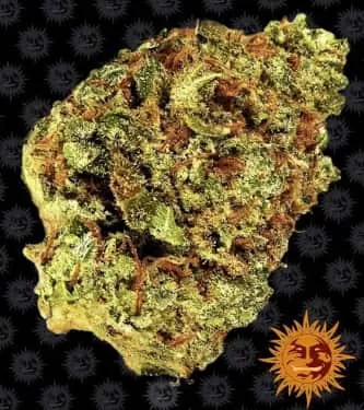 Watermelon Zkittlez Auto Feminised Seeds