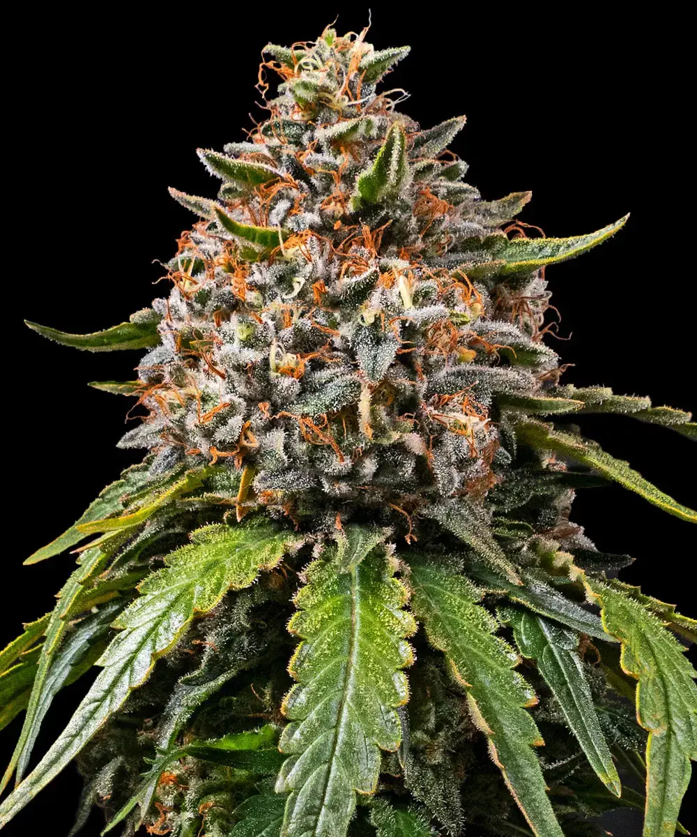 White Widow XXL Feminised Seeds