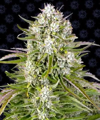 Wedding Cake Auto Feminised Seeds