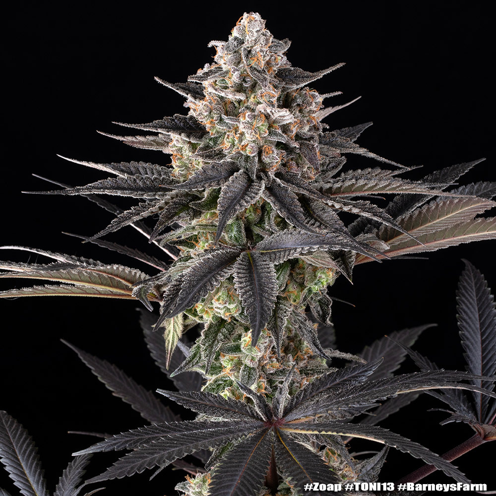 Zoap Feminised Seeds