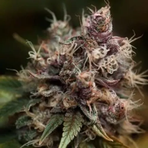 Blue Applez Feminised Seeds