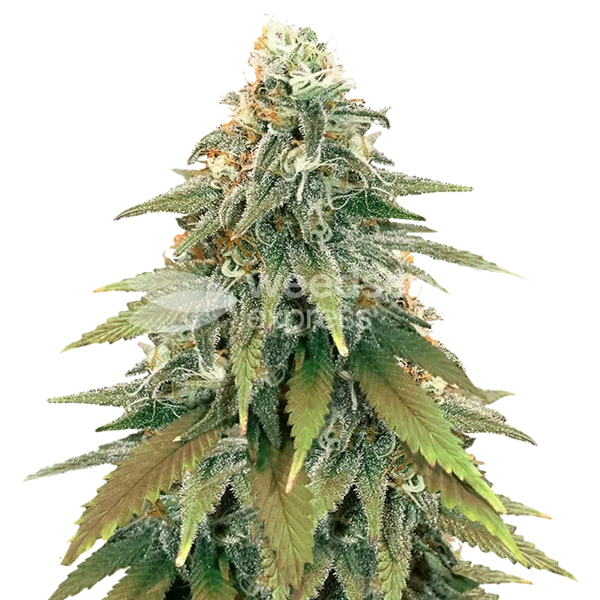 Big Fat N' Fruity Feminised Seeds