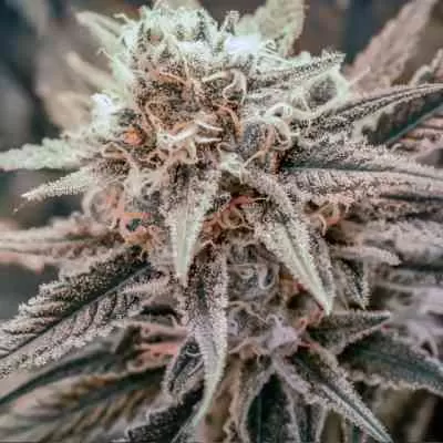 Killer Queen Feminised Seeds