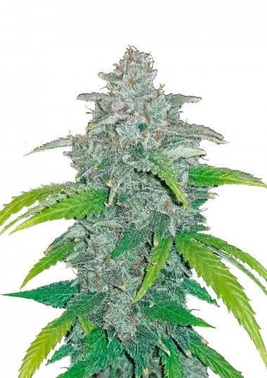 Blue Dream Auto Feminised Seeds