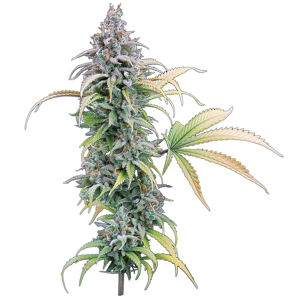 Thai Herer 99 Feminised Seeds