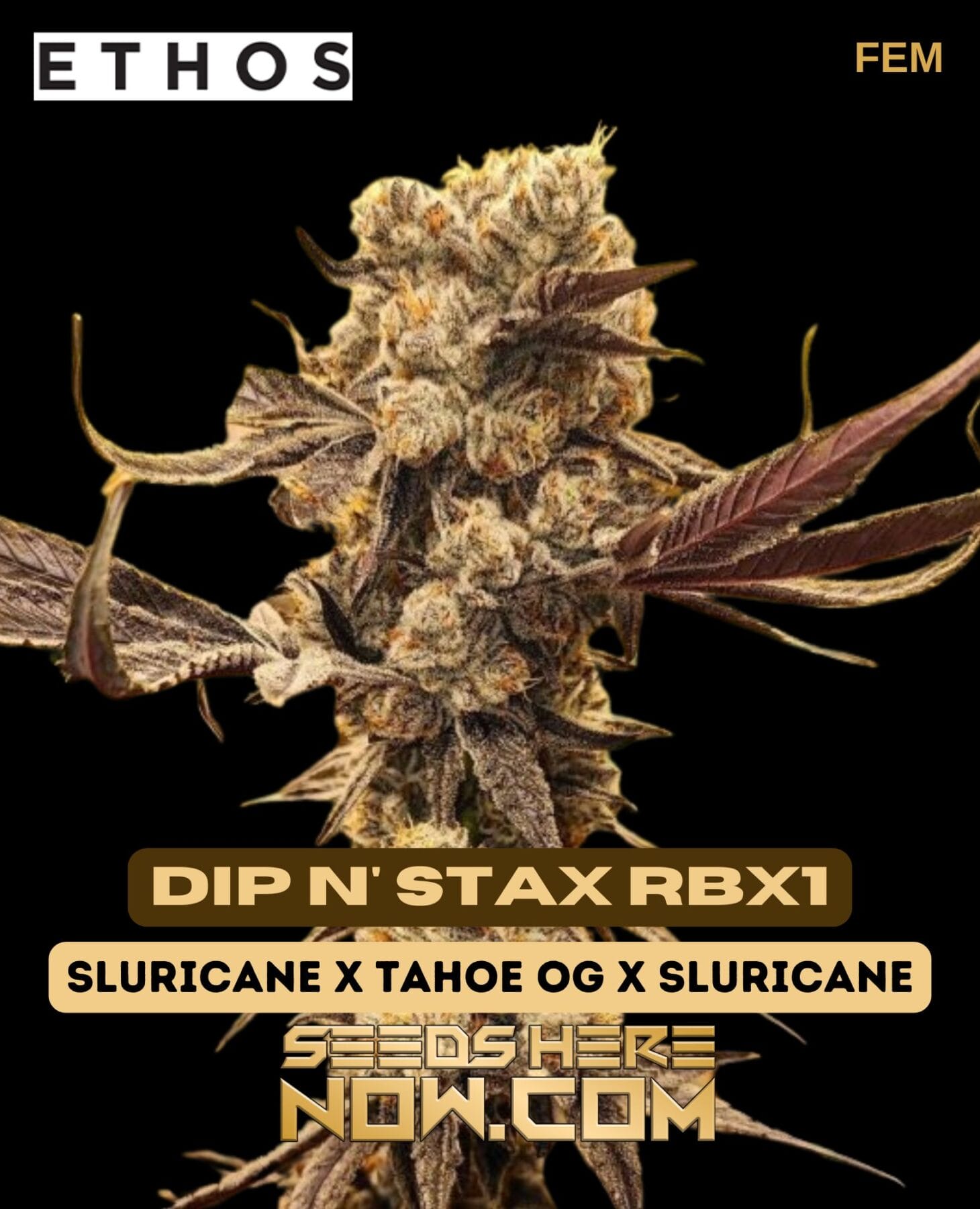 Dip N' Stax RBX1 Feminised Seeds