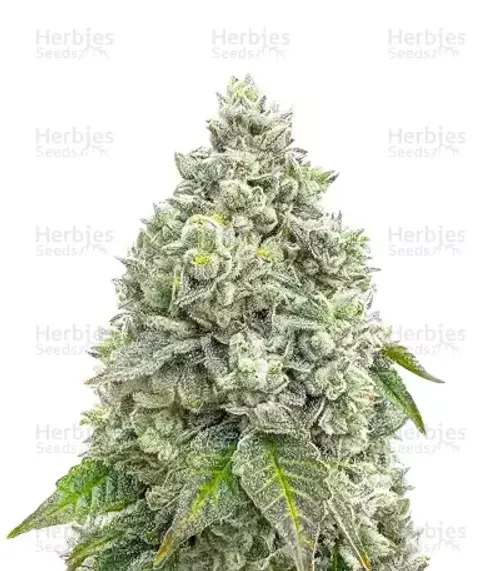 Mandarin Cookies V2 Feminised Seeds