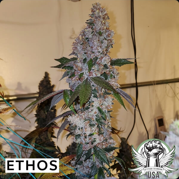 Liquer R1 Feminised Seeds