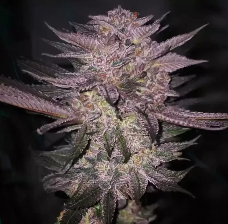 Atomic Fuego R1 Feminised Seeds