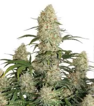 Critical Orange Punch Auto Feminised Seeds
