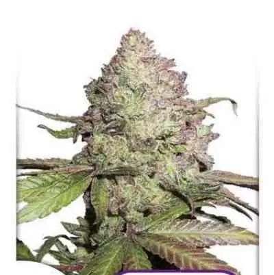 Charlotte's Angel CBD Auto Feminised Seeds