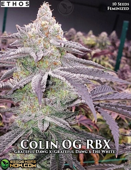 Colin OG RBX Feminised Seeds