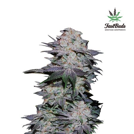 Blackberry Auto Feminised Seeds