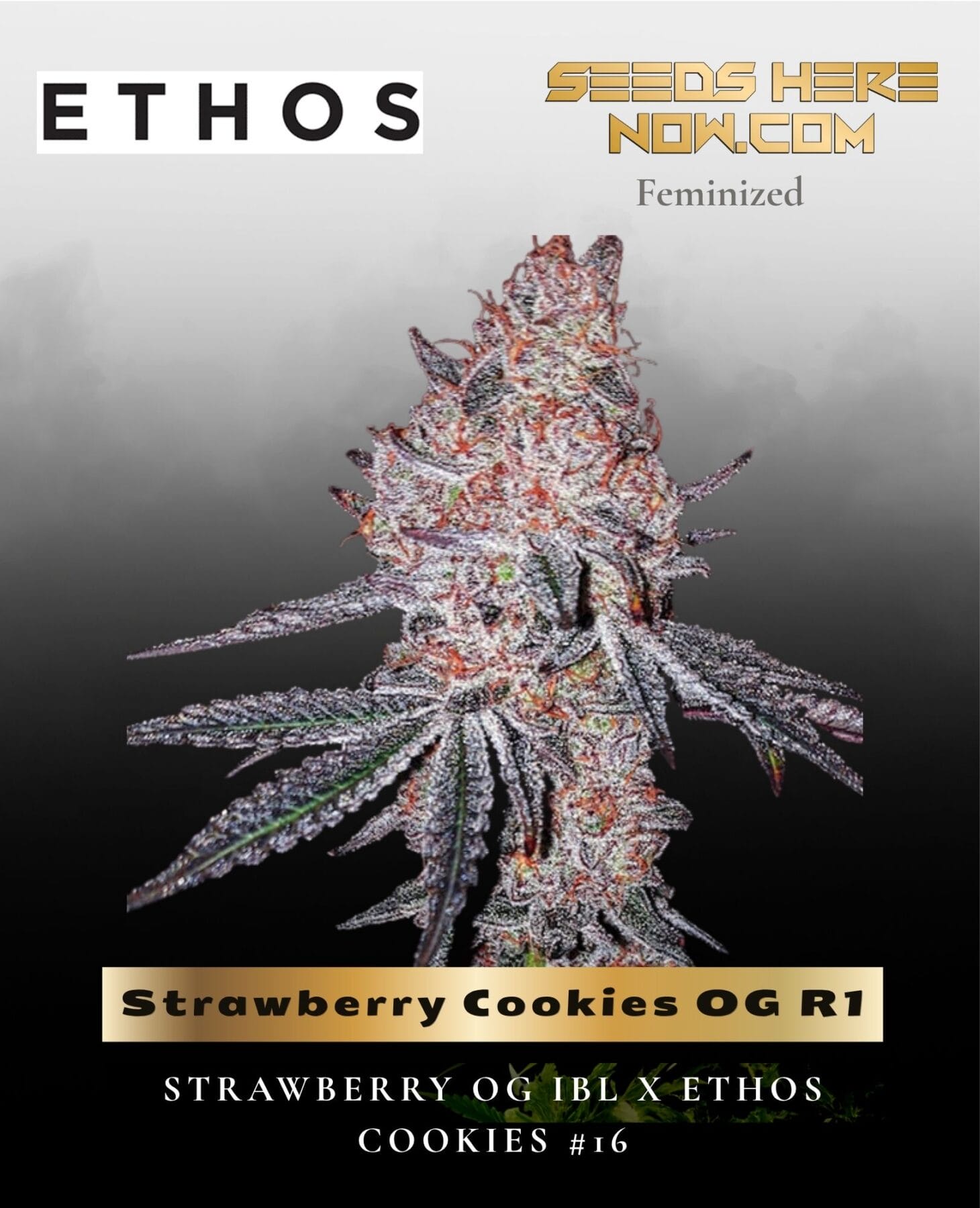 Strawberry Cookies OG R1 Feminised Seeds