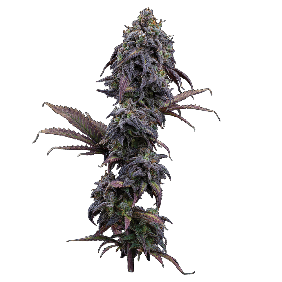 Princess Haze Feminised Seeds