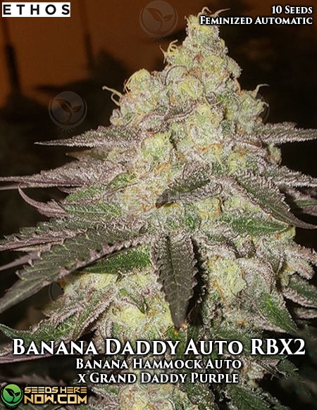 Banana Daddy RBX2 Auto Feminised Seeds