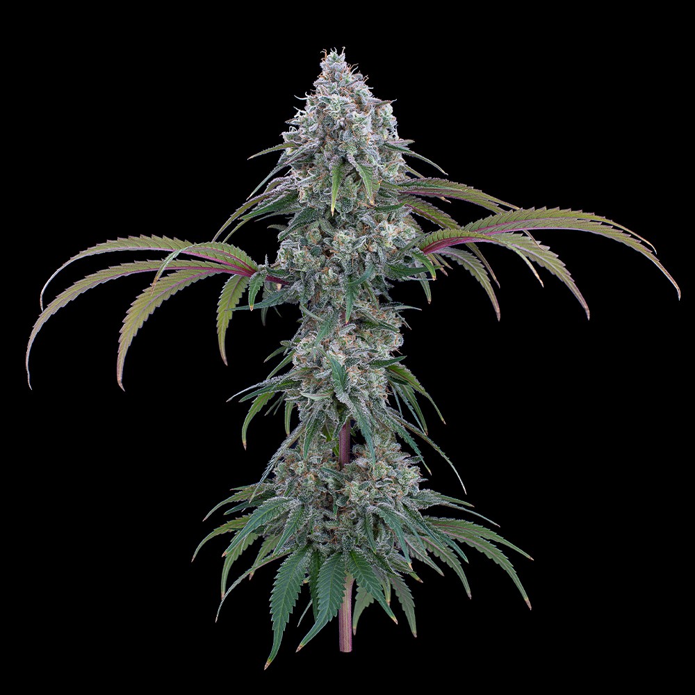 Ocifer Feminised Seeds
