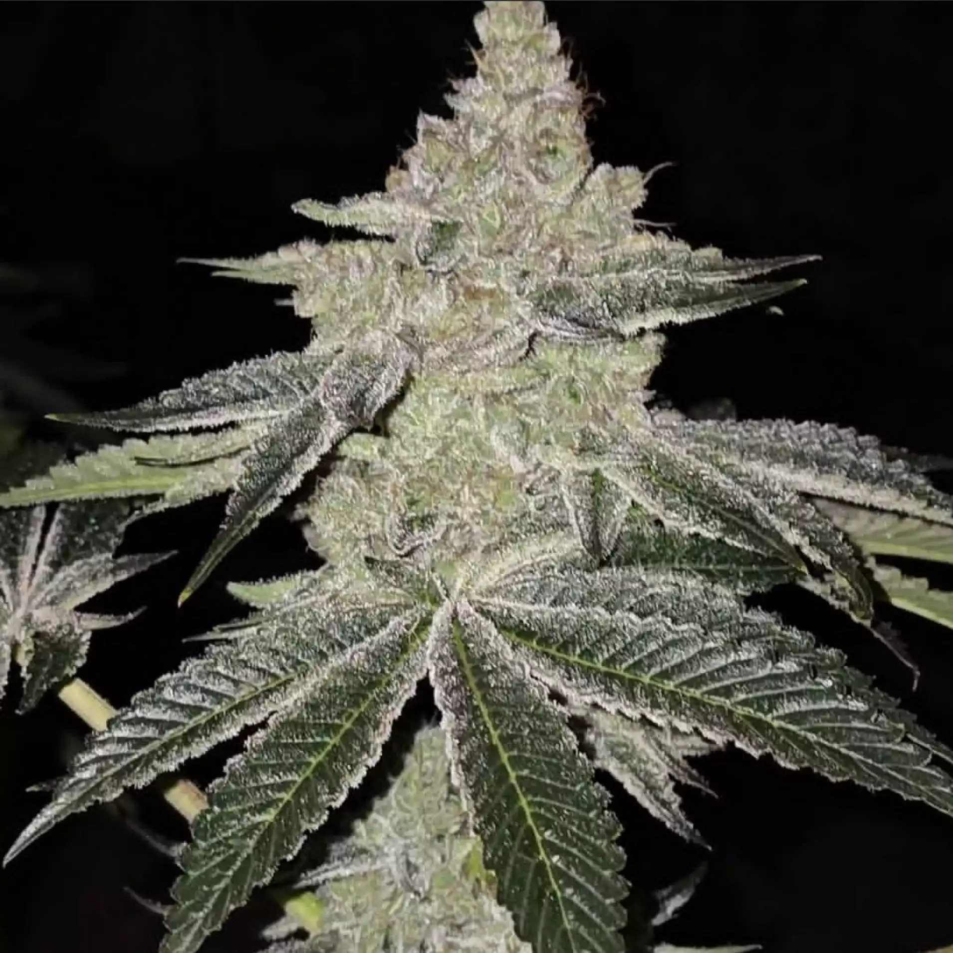 Chama R1 Feminised Seeds