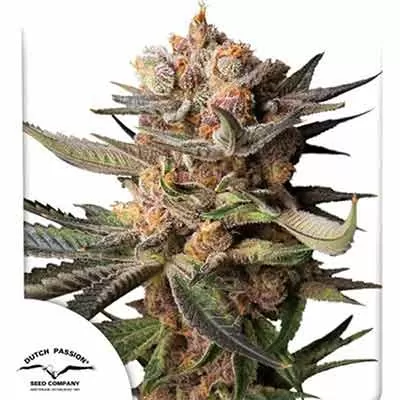 Frozen Biscotti Auto Feminised Seeds