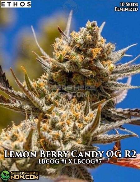 Lemon Berry Candy OG R2 Feminised Seeds