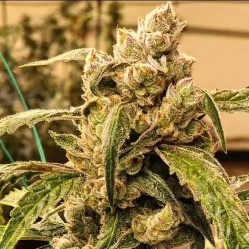 Banana Jealousy IBL Auto Feminised Seeds