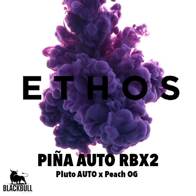 Pina RBX2 Auto Feminised