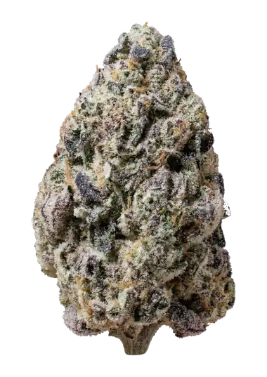 Biscotti Gelato Feminised Seeds