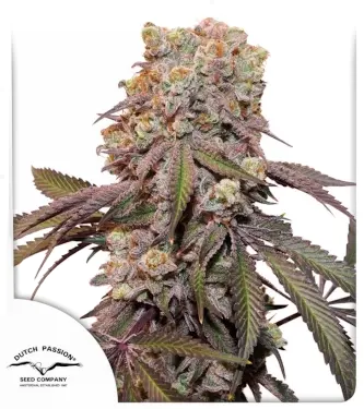 Candy Bubatz XL Auto Feminised Seeds