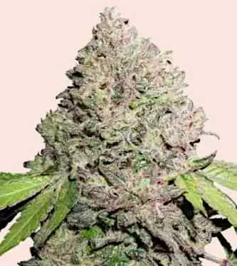 Charlotte's Angel CBD Feminised Seeds