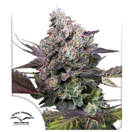 Candy Bubatz XL Feminised Seeds